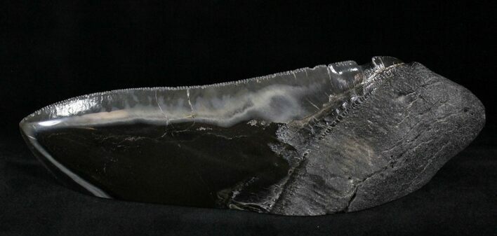 Giant Polished Megalodon Tooth Paper Weight #22433